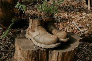 image of a pair of worn brown leather boots resting on a tree stump, with green ferns growing out from inside, symbolizing leather biodegradation and nature’s reclaiming process.